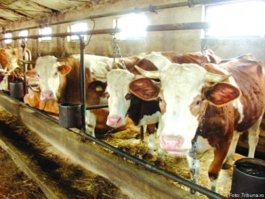 România a exportat animale vii de 186,52 de milioane de euro, în primul semestru